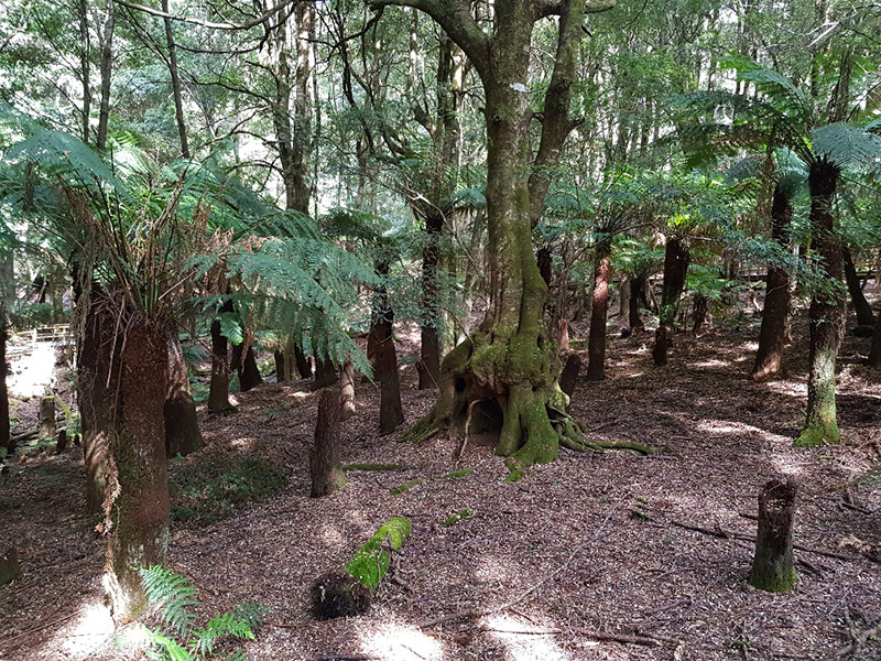 Pinkwood & Treefern walk, Monga National Park | BATEMANS BAY ...