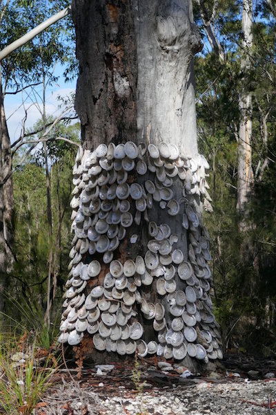 Mogo Forest & Gold Mines Sites | BATEMANS BAY BUSHWALKERS INC.