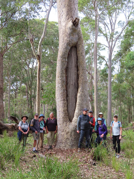 Maloneys Beach to Canoe Tree – Return | BATEMANS BAY BUSHWALKERS INC.